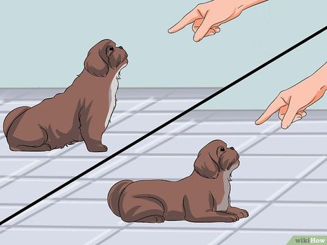 How to Train Your Shih Tzu: 12 Steps (with Pictures) - wikiHow Shih Tzu Puppy Training, Healthy Happy Relationship, Funny Pug Pictures, Shih Tzu Training, Shorkie Puppies, Perro Shih Tzu, Shitzu Dogs, Shih Tzu Grooming, Shitzu Puppies