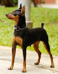 Miniature Doberman Pinscher on Pinterest | Mini Pinscher, Min Pin ... Perro Doberman Pinscher, Miniature Doberman Pinscher, Miniature Doberman, Mini Doberman, Miniature Pinscher Puppy, Doberman Mix, Puppy Facts, Miniature Pinscher Dog, Mini Pinscher