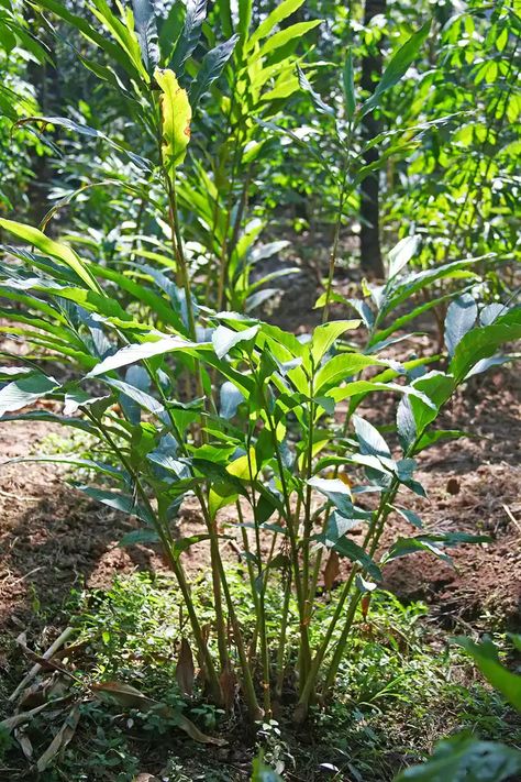 How to Plant and Grow a Cardamom Plant Cardamom Plant, Wall Plants Indoor, Growing Wheat, Seed Growing, Design Garden Ideas, Chilli Plant, Green Cardamom, Shade Garden Plants, Compost Tea