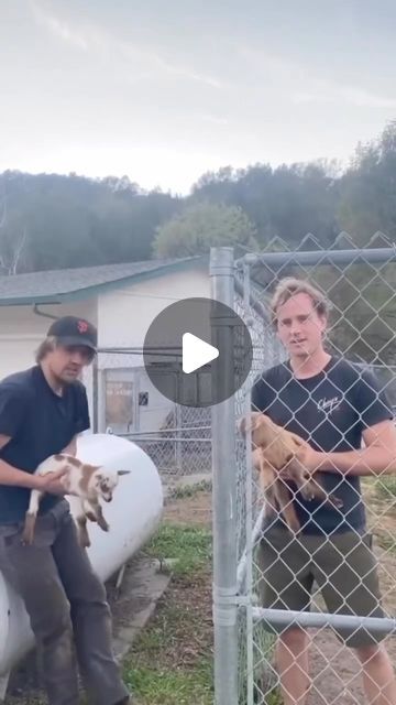 Funny animals on Instagram: "Cute funny goats 😂🥰❤️#funnyanimals #goat" Screaming Goats Videos, Funny Goats Videos, Funny Goat Video, Silly Animals Videos, Funny Animal Videos Can't Stop Laughing, Funny Goat Pictures, Funny Videos Animals, Animal Videos Funny, Funny Goats