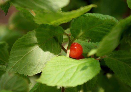 Nanking cherry, prunus tomentosa/plants for sale. Prunus Tomentosa, Nanking Cherry, Fruit Nursery, Cherry Plant, Food Forest Garden, Small Shrubs, Food Forest, Forest Garden, Plants For Sale