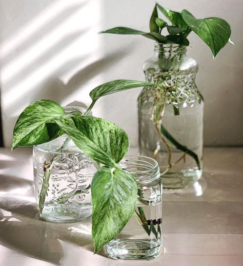 Plant Propagation Containers, Propagated Plant Centerpiece, Pothos Centerpieces, Pothos Wedding Decor, Propagation Centerpiece Wedding, Cowboy Camp, Cartagena Wedding, Ny Apartment, Propagation Station