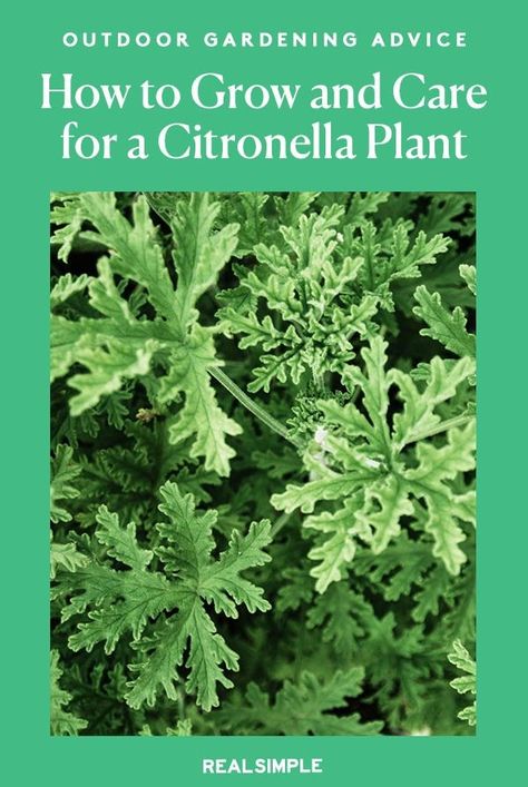 Potted Citronella Plant, How To Use Citronella Plant, How To Grow Citronella Plants, How To Propagate Citronella Plant, Citronella Plant Planters, Citronella Planter Ideas, Growing Citronella Plant, Mosquito Repelling Plants Container, Citronella Plant Care