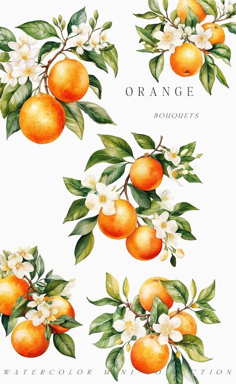 Citrus Wreath, Orange Clipart, Lemonade Decor, Watercolor Orange, Orange Bouquets, Orange Plant, Cute Laptop Wallpaper, Folk Art Flowers, Watercolor Fruit