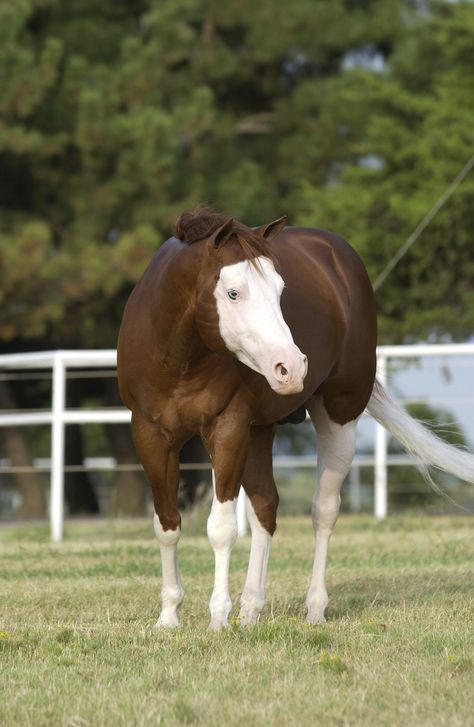 Quater Horses, Horse Aesthetic, American Quarter Horse, Model Inspo, Cutest Thing Ever, Quarter Horse, Beautiful Horses, Color Me, Witch