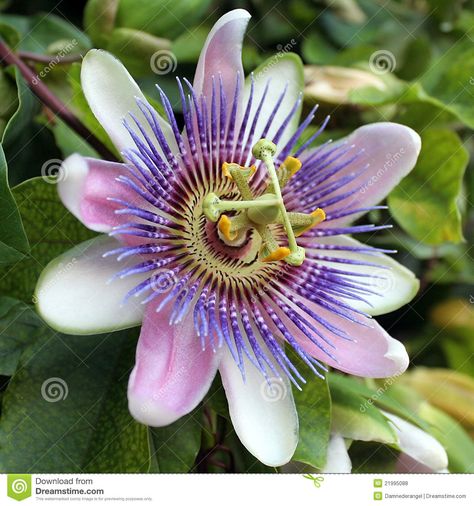 Passiflora Caerulea, Blue Passion Flower Stock Photo - Image: 55355486 Passion Fruit Flower, Blue Passion Flower, Tin Can Flowers, Passion Flowers, Data Design, Flower Stock, Flower Nail Designs, Bright Star, Most Beautiful Flowers