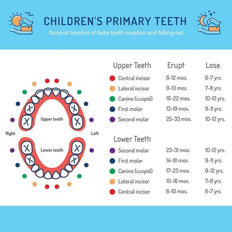 Losing Teeth Chart, Lose First Tooth Cute Ideas, Teething Chart, Motor Skills Preschool, Losing Teeth, Learning Centers Preschool, Kedokteran Gigi, Kids Milestones, Kids Teeth