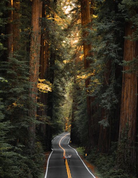 Avenue of the Giants: Best Quick Stop Spots » Miss Rover Avenue Of The Giants, Redwood National And State Parks, Oregon Road Trip, Redwood National Park, Redwood Tree, Redwood Forest, The Giants, Sequoia National Park, Scenic Byway