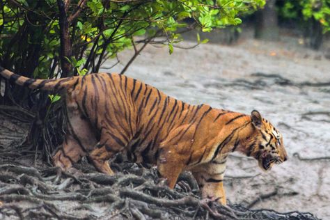 DHAKA — Authorities in Bangladesh have decided to install nylon net fencing in the Sundarbans, the world’s largest mangrove forest, to tackle human-tiger conflicts and protect both communities and the endangered big cats. The move is part of the Bangladesh Forest Department’s three-year Sundarbans Tiger Conservation Project, launched in March 2022, and is aimed at […] Royal Bengal Tiger, Tiger Habitat, Tiger Conservation, Missionaries Of Charity, Exotic Mammals, Forest Department, Panthera Tigris, Mangrove Forest, Bengal Tiger