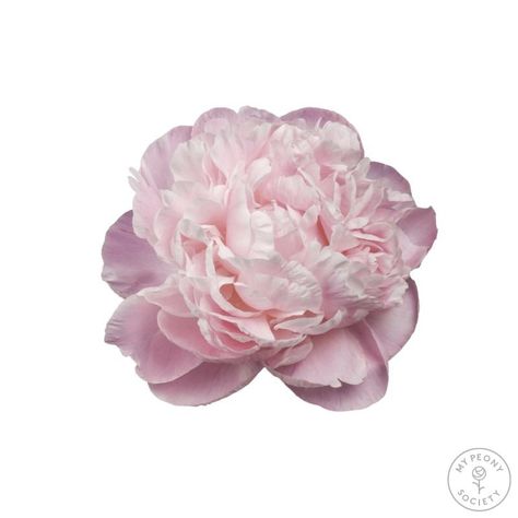 Paeonia Nick Shaylor - Peonies - My Peony Society Peonies Aesthetic, Pastel Peonies, Pastel Pink Flowers, Pale Pink Peonies, Period Color, Collage Elements, Purple Peonies, Doodle Tattoo, Vase Of Flowers