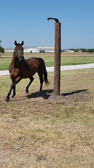 Horse Tie Stalls, Horse Arena Ideas, Small Horse Ranch, Equestrian Hacks, Horse Enrichment, Simple Horse Barns, Horse Barn Decor, Horse Tricks, Horse Riding Arena