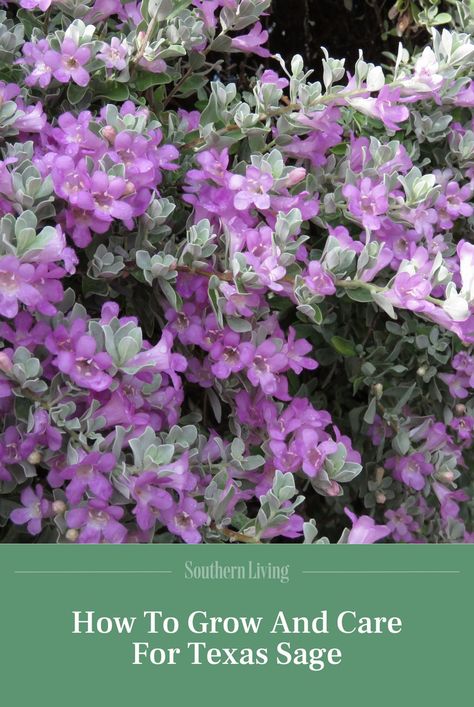 No plant takes the heat better than this beautiful blooming bush. Click the link to learn how to grow Texas Sage in your own garden. #gardenideas #gardening #southerngardening #southernliving Texas Sage Bush Landscape, Texas Sage Companion Plants, Texas Sage Landscape Front Yards, Texas Sage Landscape, Texas Sage Bush, Mexican Bush Sage, Sage Bush, Exterior Landscaping, Texas Sage