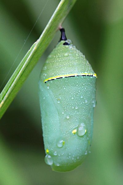 Most butterfly chrysalises are a rather drab brown, but the Monarch’s is a beautiful green which serves to camouflage it in fields where the caterpillars feed on milkweed and eventually pupate (form a chrysalis).  The Monarch caterpillar, when mature, usually seeks a sheltered spot under a leaf or branch where rain will not cause the silk button by which it hangs to disintegrate.  The chrysalis in the photograph is attached to a blade of grass. Butterfly Chrysalis, Insect Eggs, American Crow, Monarch Caterpillar, Painting References, Barred Owl, Beautiful Bugs, Pollinator Garden, Beneficial Insects