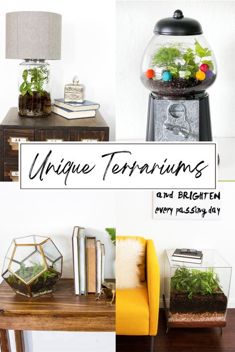 collage of unique terrariums Terrarium Ideas Unique, Terrariums Ideas, Terrarium Making, Fish Tank Gravel, Unique Terrarium, Large Terrarium, Open Terrariums, Arrowhead Plant, Terrarium Ideas