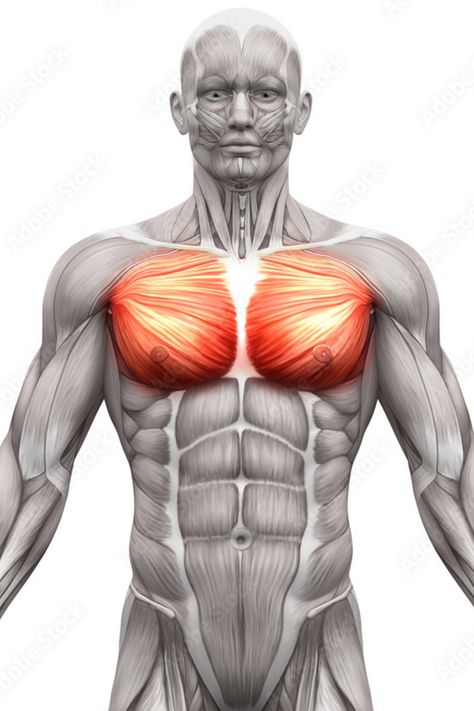 Knowing how to flex your pecs and the ability to repeatedly flex your pectoral muscles is known as “pec bouncing.” Human Muscle Anatomy, Pectoral Muscles, Dance Photography Poses, Muscle Anatomy, Muscle Contraction, Chest Muscles, Adipose Tissue, Chest Workouts, Body Anatomy