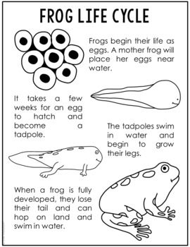 This frog life cycle poster makes a perfect, no-prep supplement to your science unit study on amphibians. The short passage introduces key terms without being overwhelming. Print 2 to 4 to a page to save paper and to make just the right size for interactive notebooks. These make a perfect supplement to your read alouds and science videos.CLICK HERE to find this resource in the Life Cycles Poster Set!Terms of Use Copyright  Project Based Learning with Elle Madison. All rights reserved by the auth Frog Science, Science Bulletin Board, Homeschool Science Lessons, Butterfly Lessons, Free Science Worksheets, Cycle Poster, Science Homeschool, Science Unit Studies, Frog Life Cycle