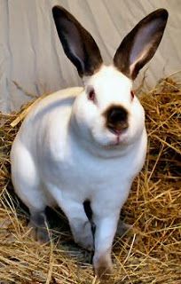 Breeds Rabbit: Californian Rabbit Rhinelander Rabbit, California Rabbit, Rex Rabbits, Bunny Breeds, Bunnies Art, Meat Rabbits, Dreams Will Come True, Rabbit Breeds, Large Rabbits