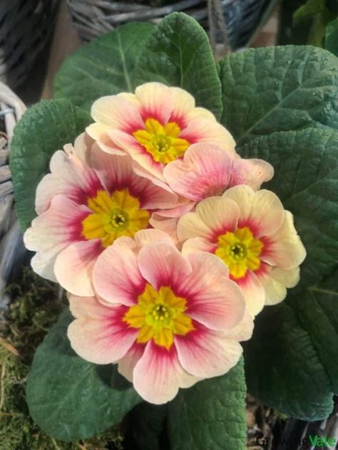 How to Grow and Care for Primrose Flower (Primula spp.) - GrowingVale Primrose Plant, Primrose Flower, Plant Ideas, Spring Plants, Spring Ideas, Christmas Rose, Flower Care, Herbaceous Perennials, Colored Flowers