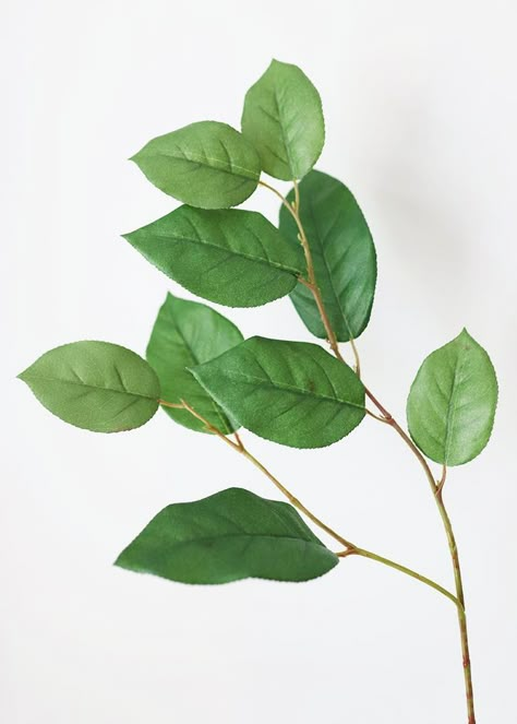 Salal Plant, Divya Bharti, Floral Design Classes, Lemon Leaf, Flower Identification, Leaf Photography, Lemon Leaves, Leafy Plants, Digital Flowers