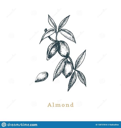 Seed Sketch, Dogs Tattoos, Almond Branch, Beetle Drawing, Biblical Tattoos, Almond Flower, Branch Tattoo, Tree Tattoo Designs, Business Logos