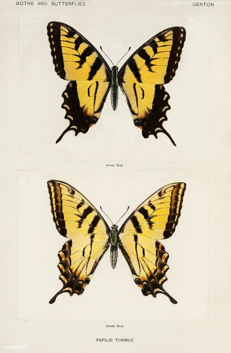 Eastern Tiger Swallowtail (Papilio Turnus) from Moths and butterflies of the United States (1900) by Sherman F. Denton (1856-1937). Digitally enhanced from our own publication. | free image by rawpixel.com Tiger Swallowtail Butterfly Drawing, Eastern Swallowtail Butterfly Tattoo, Yellow Swallowtail Butterfly Tattoo, Acnh Insects, Tiger Swallowtail Butterfly Tattoo, Swallowtail Butterfly Drawing, Makenzie Leigh, Tiger Butterfly Tattoo, Yellow Swallowtail Butterfly