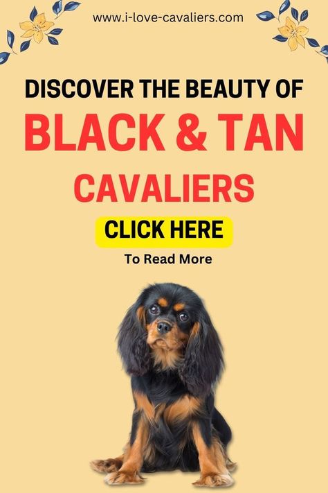 Explore the elegant beauty of Black and Tan Cavalier King Charles Spaniels. Discover fascinating facts and stunning photos showcasing this beloved color variation. Black And Tan Cavalier, Dog Australian Shepherd, Dog Shih Tzu, Dog Bulldog, Spaniel Breeds, Cavalier King Charles Dog, King Charles Dog, Dog Labrador, Heartwarming Photos