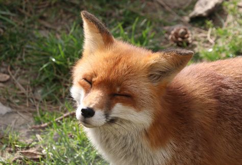 Imgur: The most awesome images on the Internet Happy Fox, Fox Spirit, Pet Fox, Fox Art, Silly Animals, Cute Fox, Red Fox, Silly Cats, Cute Creatures