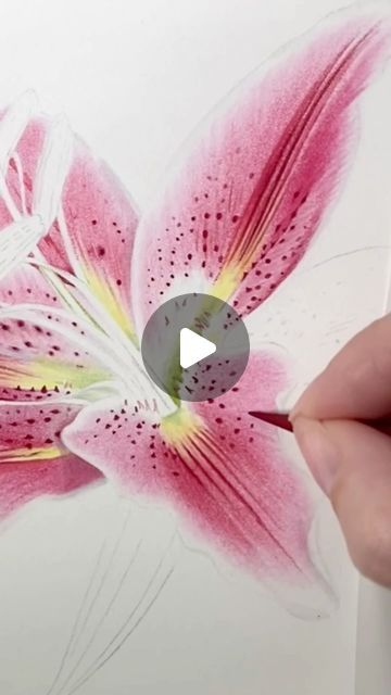 Emma Tildesley DipSBA(Dist) SBA Fellow on Instagram: "Drawing one of the beautiful petals of this Stargazer Lily. Another flower drawing that I have had to draw from the many photographs I took due to my Lily allergy.  This is our subject for Junes Coloured Pencil Patreon tutorial. If you fancy joining us and drawing along the link is in my bio.   Drawn on @st.cuthberts.mill Saunders Waterford Hot pressed High White paper.   #floralart #botanicalpainting #botanicalartlovers #flowers  #botanicalart #botanicalillustration  #botanicalartist #illustrationnow #illustration #colouredpencils #colouredpencilart #botanicalpainting #botanicaldrawing #colouredpencil #botanical#coloredpencil #ukcps #drawing #realism  #arts_promote #arts_realistic #art #artist  #creativityexplode  #stcuthbertsmill #sau Lily Illustration Flower, Stargazer Lily Drawing, Watercolour Pencil Art Tutorials, Pencil Colour Drawing Flower, Color Pencil Art Realistic, Tiger Lily Plant, Lily Flower Drawing, Lily Flower Painting, Whimsical Art Drawings