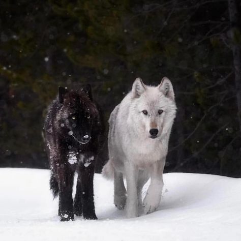 Rate 1-10 🔥@magnificent_wolves @magnificent_wolves . Who else loves these beautiful animals? Tag them!  Follow 🌟@magnificent_wolves for… Wolf Hybrid, Two Wolves, Wolf Stuff, Alpha Wolf, Wolf Photos, Wolf Wallpaper, Wolf Love, Wolf Pictures, Caption This