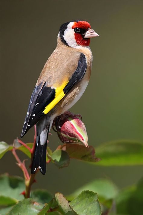 Goldfinch Kosmetyki Mary Kay, European Goldfinch, Northern Africa, Finches Bird, Bird Carving, Most Beautiful Birds, Finches, Australian Birds, Colorful Bird