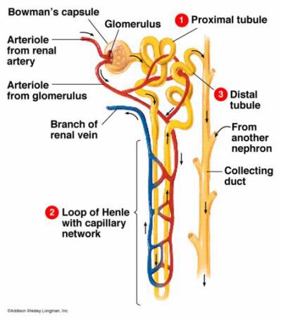 Structure of a Nephron, the functional unit of the Kidney. Loop Of Henle, Radiology Humor, Biology Diagrams, Excretory System, Dental Jokes, Study Biology, Basic Anatomy And Physiology, Funny Nurse Quotes, Vintage Nurse