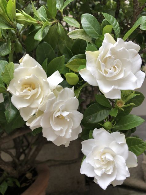 White Gardenias Aesthetic, Gardenia Flower Bouquet, Gardenia Aesthetic, Gardina Flowers, Gardenias Flower, Pretty Flower Names, Gardenia Bouquet, Gardenia Garden, Gardenia Flowers