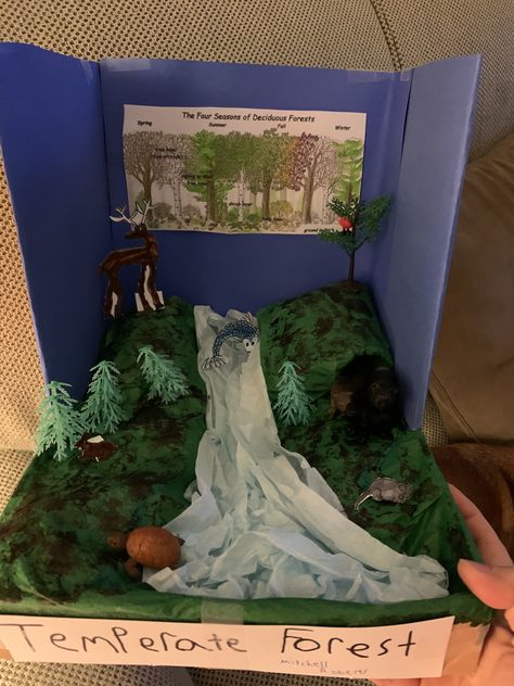 Simple deciduous/temperate forest diorama design Coniferous Forest Biome Project, Biome In A Box Project, Forest Diorama, Temperate Forest Biome Project, Temperate Rainforest Biome Project, Temperate Forest Diorama, Deciduous Forest Biome, Temperate Deciduous Forest Diorama, Halloween Chalkboard Art