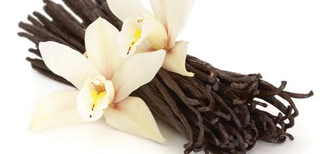 With higher production standards and improved quality of life in place for farmers, manufacturers can better trust in the quality of the natural vanilla products they buy. Vanilla Plant, Vanilla Fruit, Madagascar Vanilla Beans, Homemade Vanilla Extract, Vanilla Oil, Vanilla Beans, Vanilla Perfume, Vanilla Essential Oil, Madagascar Vanilla