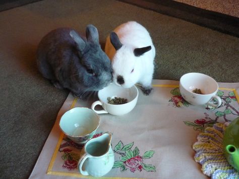 Bunnies Have a Tea Party 1 Rat Tea Party, Kitten And Bunny, Bunny Tea Party, Kitty Tea Party, Tea Party With Stuffed Animals, Rabbit Tea Party, Stuffed Animal Tea Party, Bunny Cottage, Cats Having Tea Party