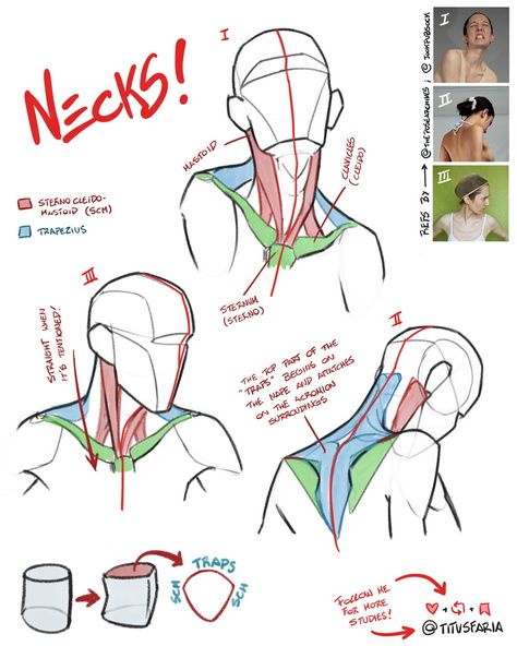 Human Anatomy Reference, Head Anatomy, الفن الرقمي, 얼굴 드로잉, Anatomy Tutorial, Human Anatomy Drawing, Body Drawing Tutorial, Human Anatomy Art, Anatomy Sketches