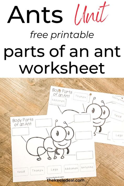 Kindergarten Ants Activities, Ant Inquiry Kindergarten, Ant Science Experiment, Ants Preschool Craft, Ant Activities Kindergarten, Parts Of An Ant Preschool, Parts Of An Insect Printable, Ant Worksheet Free Printable, Ants For Preschoolers