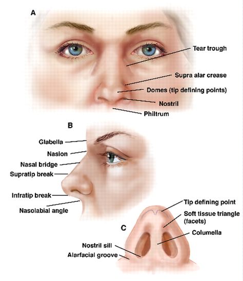 nose anatomy Nose Diagram, Nose Anatomy, Mouth Anatomy, Muscle Diagram, Paranasal Sinuses, Parts Of The Nose, Gross Anatomy, Facial Anatomy, Health Images