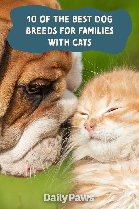 With these cat-friendly dogs, you can have the best of both worlds! #breeds #petbreeds #breedroundup #catbreeds #kittenbreeds #dogbreeds #bestcatbreeds #bestdogbreeds Friendly Dog Breeds, Family Friendly Dogs, Best Cat Breeds, Kitten Breeds, Dog Cat Pictures, Cute Puppies And Kittens, Dog Best Friend, Pet Breeds, Most Popular Dog Breeds