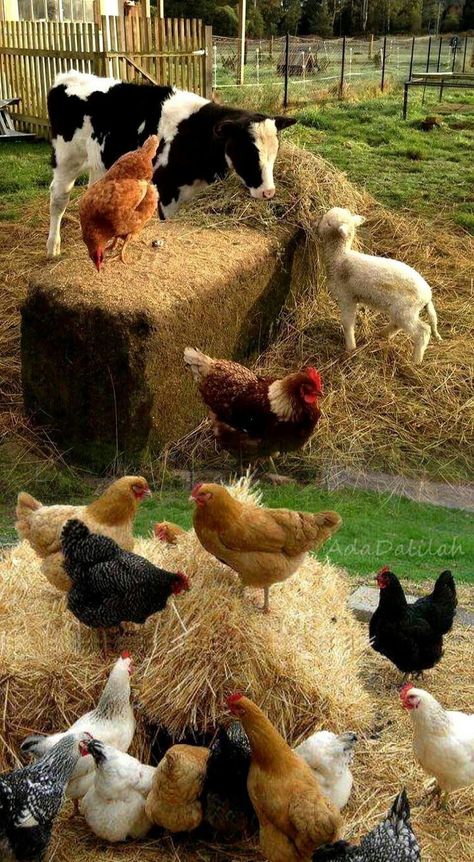 Beautiful Chickens, Farm Lifestyle, Mini Farm, Chickens And Roosters, Pet Day, Down On The Farm, Chicken Farm, Cat Decor, Cute Animal Photos