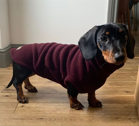 Dachshund coat Dachshund Outfits, Dachshund Coat, Black And Tan Dachshund, Dachshund Clothes, Dapple Dachshund, Dog Ideas, Dog Jacket, Wiener Dog, Dog Sweater