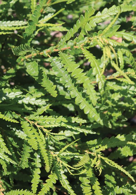 Sweet Fern Plumosa Fern, Sweet Fern, Royal Fern, Austral Gem Fern, Maidenhair Fern, Bug Spray, Fern, Wisconsin, Perennials