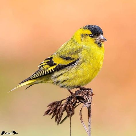 Nuts About Birds Est 2013 en Instagram: “Presents N U T S  A B O U T  B I R D S Photographer: @mauriziomazzantiphoto C O N T E N T: Eurasian Siskin (Spinus Spinus) L O C A T I O…” Siskin, T B, Nuts, Birds, Photographer, Animals, Instagram