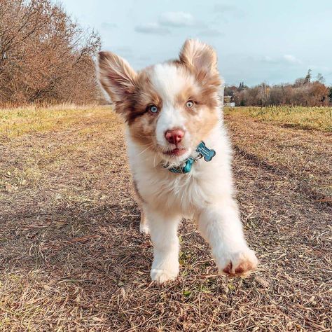 Australian shepherds puppy Australian Shepard Puppy Aesthetic, Aesthetic Australian Shepherd, Australian Shepherd Puppy Aesthetic, Australian Shepherd And Golden Retriever, Red Merle Australian Shepherd Puppy, Australian Shepherd Aesthetic, Aussie Shepherd Puppy, Australian Shepherd Names, Mini Aussie Puppy