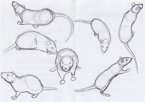 Rat Sketches by pandemoniumfire.deviantart.com on @deviantART Mouse Drawing, Animal Study, Animal Sketches, Art Drawings For Kids, Drawing Inspiration, Cartoon Drawings, Rats, Drawing Reference, Drawing Tutorial