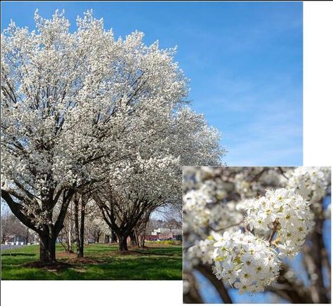 Bradford pear trees are banned in a few states. More are looking to replace, eradicate them. Bradford Pear Tree, Invasive Plants, Food Web, Pear Trees, Environmental Conservation, Invasive Species, Forest Service, University Of Kentucky, Growing Tree