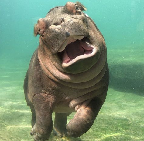 A joyful baby Hippo Dallas Zoo, Destination Voyage, Animal Facts, Wildlife Nature, African Animals, Pet Puppy, Wildlife Animals, Hippopotamus, Happy Baby