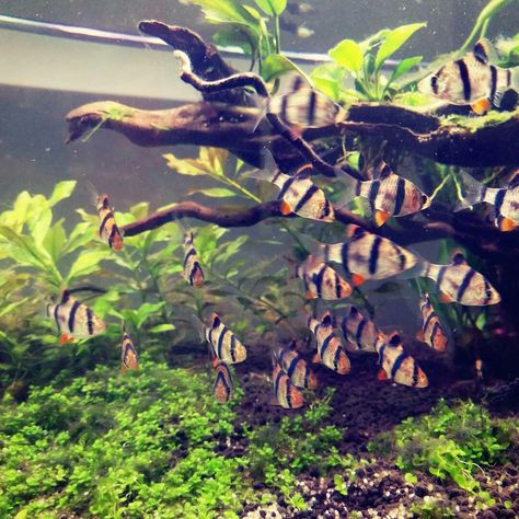 Tiger Barb Fish, Aquarium Architecture, Fish Tank Design, Tropical Fish Tanks, Fresh Water Fish Tank, Sumatran Tiger, Monster Fishing, Nature Aquarium, Freshwater Aquarium Fish