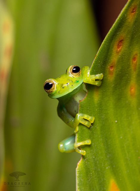 Amazing Frog, Natural Form Art, Micro Photography, Glass Frog, Macro Photos, World Photo, Frog And Toad, Hi There, Amphibians