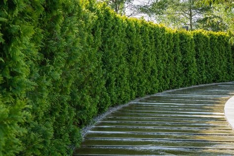 Cedar hedges are one of the best ways to enhance your garden views, add a buffer to a building or provide privacy for outdoor living. When planning to add a hedge to your property be sure to consider the type of cedar, in Central Canada the native White Cedar (Thuja occidentalis) is the go to choice for growing a healthy hedge. It is also important to take into consideration the optimal location of your new … Conifer Hedge Ideas, Emerald Cedar Hedge, Leyland Cypress Hedge, Hedge Ideas, Cedar Hedge, Privacy Hedges, Eastern White Cedar, Beech Hedge, Front Yard Plants